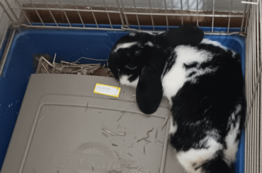 Rest of cage is empty and door is open allowing her to go anywhere in my bedroom to nap but she wants to sleep like this