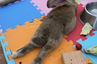 9.5 week old flemish giant