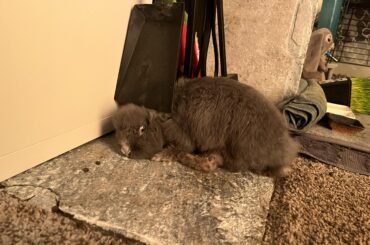 thumper has clearly been reading bunny suicide comic strips lately 😭😂