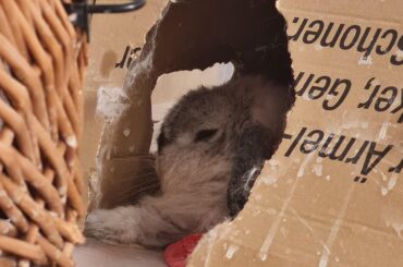 Lisbeth showing off her best sleepy poses