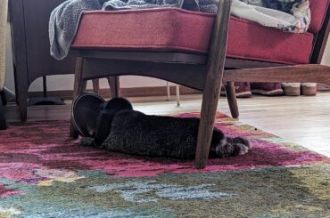 Rothy knows how to chill hard