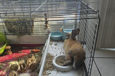 Has the entire kitchen to do as he pleases, perfers to nap in his enclousure.I love my little weirdo.