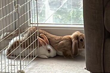 I have no words for this. Both of them squished into a gap between the pen and the wall, with the larger of the two draped over my teeny baby bun.