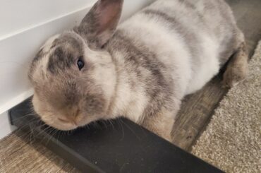 Proud of her desk pillow