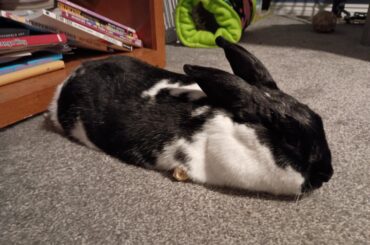 I conquered my treat