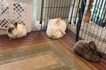 triple loaf !!