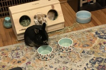 Bun insists eating hay while inside hay rack