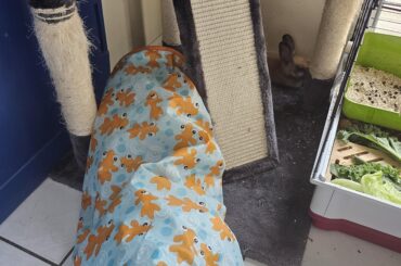 Benny's favorate spot in the kitchen.