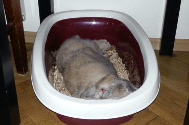 Her favorite game has always been