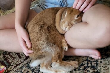 Determined to fit in lap