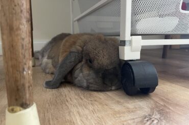 Best resting place for my face…