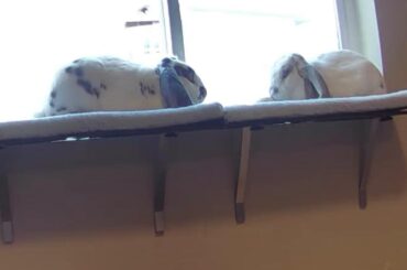 Two fresh lorge loaves