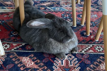 Under the dining table - why?!
