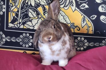 Griffins head...Empty