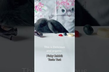 Cute Rabbit Eating #shorts #cuterabbit #bunny #pets #khargosh