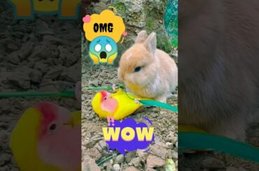 cute Rabbit with Perot||End of quietness #cuteanimals #cutebaby #rabbit #shortsyoutube #birds274