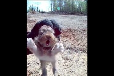 Did you hear a little bunny crying? #bunny #wildlife #shorts