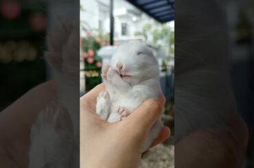 So cute baby bunny . bunny . #bunny #rabbit #shorts