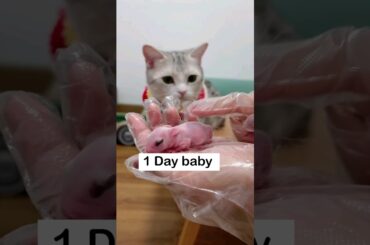 baby rabbit growth after birth | super cute rabbit | how to grow a rabbit #rabbit #rabbitbaby