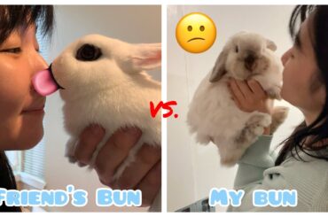 Asking My Bunny For Kisses