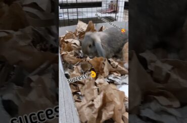 DIY Digging Box for Bunnies | The Nut Bunnies #shorts