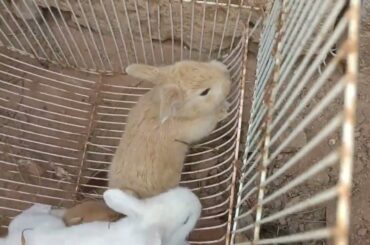 OMG! saving a screaming baby rabbit Catching a screaming baby rabbit! Bunny making noise videos