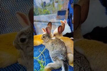 WoW ~ Rabbit Baby | Cute Rabbit video #shorts #rabbits #rabbit