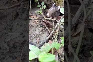Wild Baby Rabbit - Cute adorable Rabbit #shorts