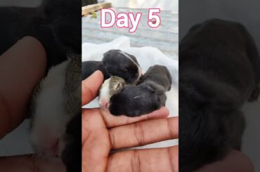 Rabbit growth day by day | Baby rabbits grow up #shorts #animals