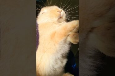 Cute Mini Lop Relaxing and Lying Down - #rabbits #pets #bunny