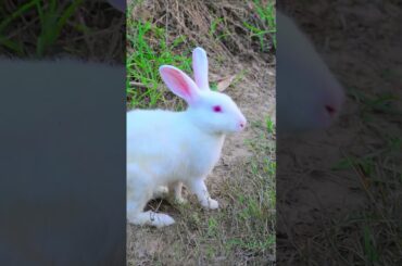 Cute Baby Rabbits Playing | Feeding Activities  Bunny Rabbit Baby