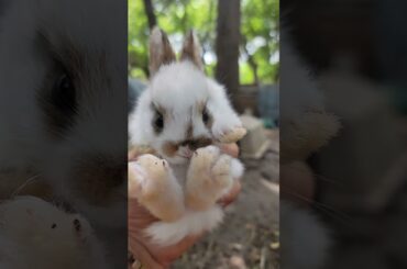 super cute baby rabbit #youtube #babybunnies #adorablebunnies #cutebunnies