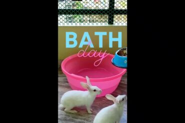 Cute Bunny Bath | Rabbit Bathing | Be Careful : Fear from Water | Chiklu Bathing #rabbits #bunny