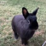 Cute Little Mad Bunny Thumping