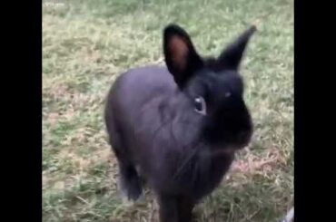 Cute Little Mad Bunny Thumping