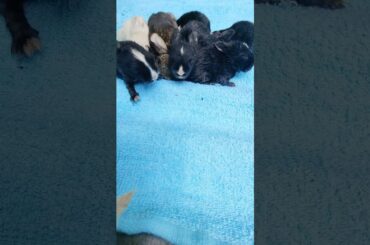 Cutest Baby Rabbit Happy