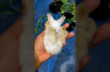 Happy Baby Rabbits #shorts  #rabbits #animals #rabbit