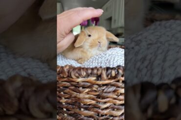 Sweet Lollipop loves her head pets! #bunny #hollandlop #rabbits #bunnytherapy #hollandlops #bunnies