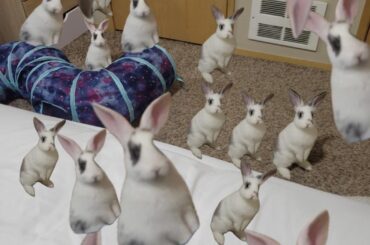 The bunpocalypse has started