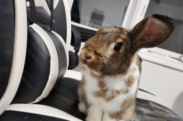 Got in from work and he was trying to game... gamer bun