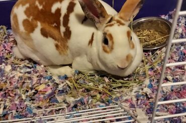 Guess who managed to escape and had me and my husband looking for her for over two hours?