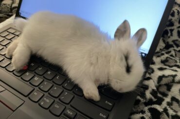 My baby Netherland Dwarf does this whenever I’m working 🥺❤️