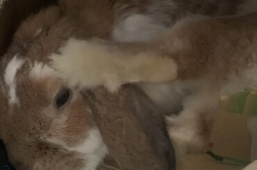 When box is life, and sleep is priority