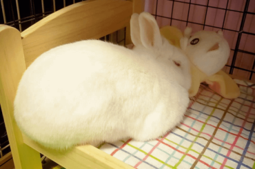 Butt off edge 🐰🍞