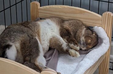 This might be the opposite of buncomfortable?