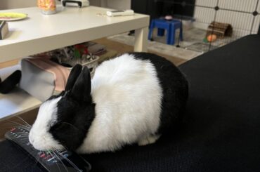 bonnie loves falling asleep on my tv remote