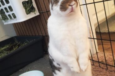 Aww the cutest heckin concern I ever did see