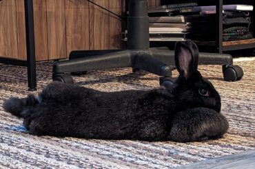 Alert noodle vs relaxed noodle