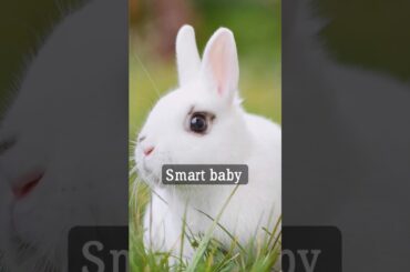 smart so cute #rabbit #shortvideo #funnyshorts #cutebaby #eatingrabbit