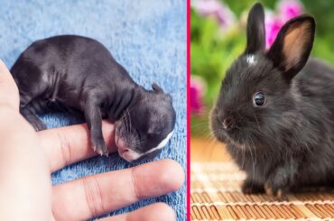 Rabbit Baby Growth - A Cute Baby Rabbit growing Up #animals